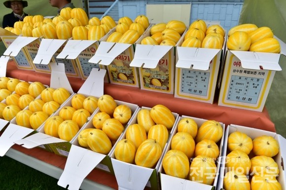 금빛 물결 금사 참외 진열 모습.