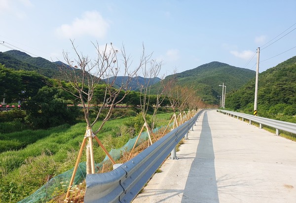 단풍나무길. [성주면사무소 제공]