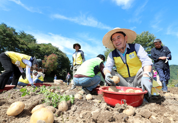 김진태 도지사와 도 농정국은 본격적인 수확철을 맞이해 농촌 일손돕기에 나섰다. [강원도 제공]