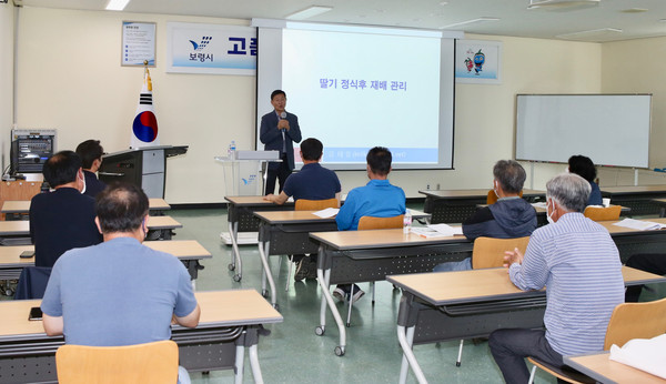 충남 보령시가 지역산 딸기를 전략작목으로 집중 육성하기 위해 재배기술 지도에 온힘을 기울이고 있다. [보령시 제공]