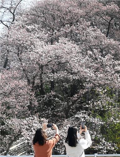 지난 22일 강릉시 남산 벚꽃 모습 [연합뉴스]