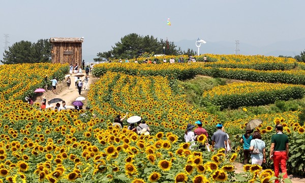 제11회 강주해바라기 축제. [함안군 제공]