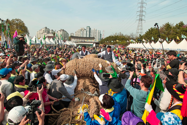 축제 마지막 날에는 줄다리기 행사에서는 수천 명의 참여자가 무게 40톤, 길이 200미터에 달하는 줄을 잡아당기는 장관을 연출했다. [당진시 제공] 