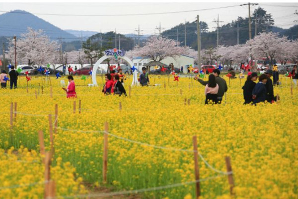 삼척맹방유채꽃축제장. [삼척시 제공]