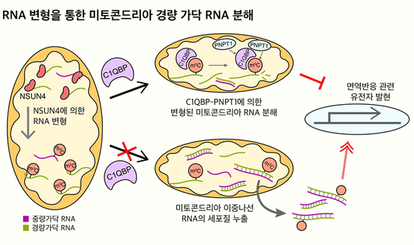 [KAIST 제공]