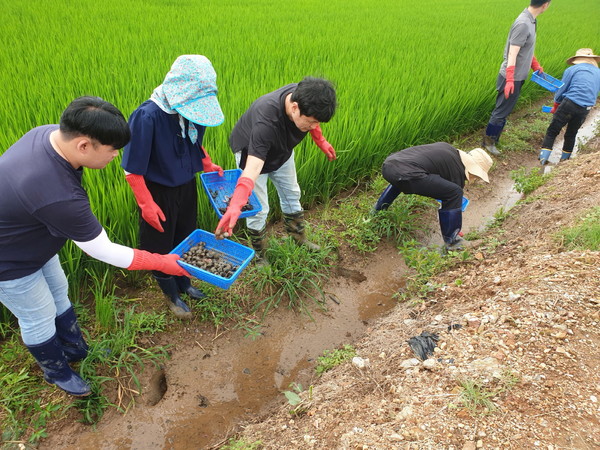 왕우렁이 수거 사진.[무안군 제공]