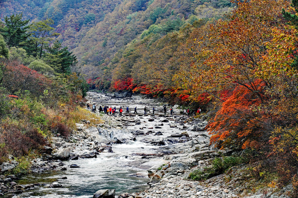 [양구군 제공]